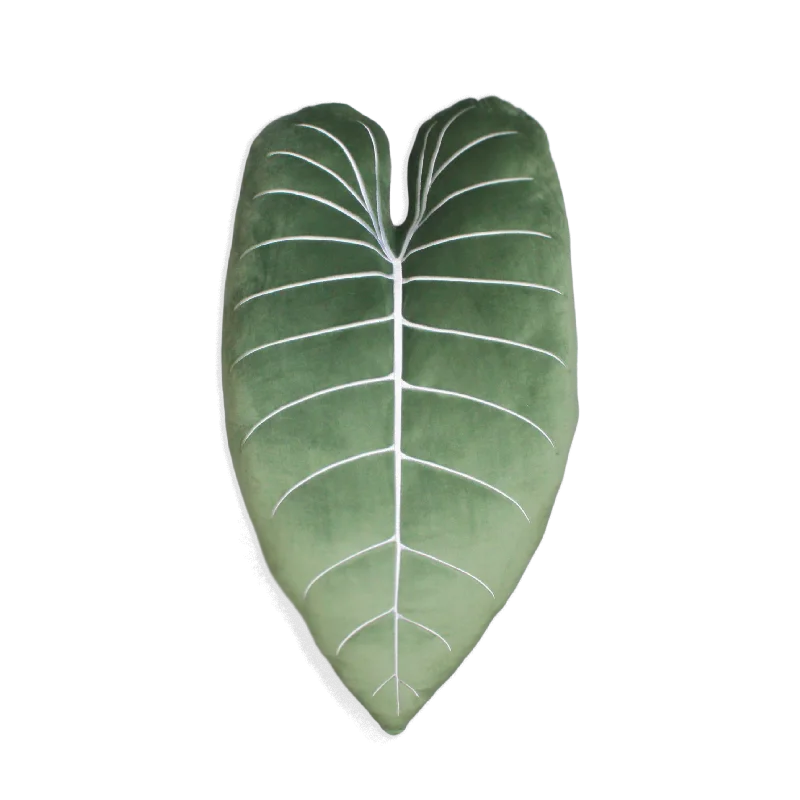 Philodendron Melanochrysum - Moody Green